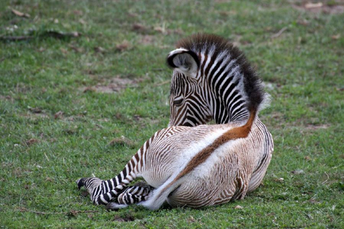 Foto: Zebra grévyho