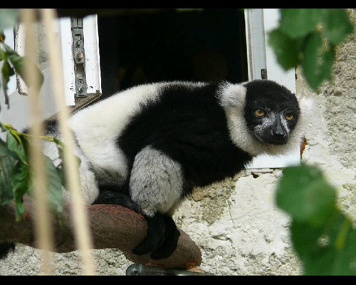 Foto: Lemur vari