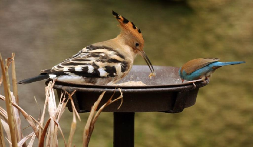 Foto: Dudek chocholatý
