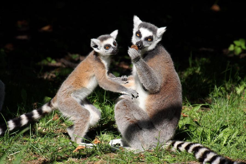 Foto: Lemur kata