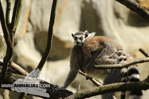 Foto: Lemur kata