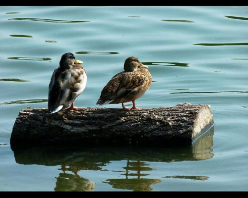 Foto: Kachna divoká