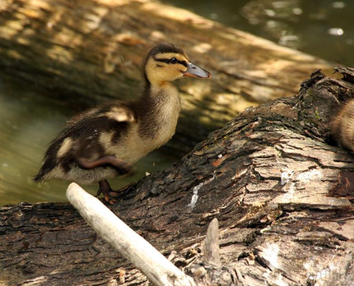 Foto: Kachna divoká