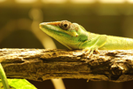 Foto: Anolis rytířský