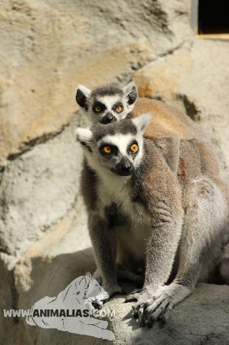 Foto: Lemur kata