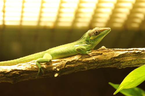 Foto: Anolis rytířský