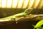 Foto: Anolis rytířský