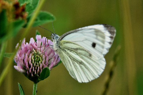 Foto: Bělásek řepový