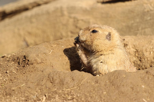 Foto: Psoun prériový