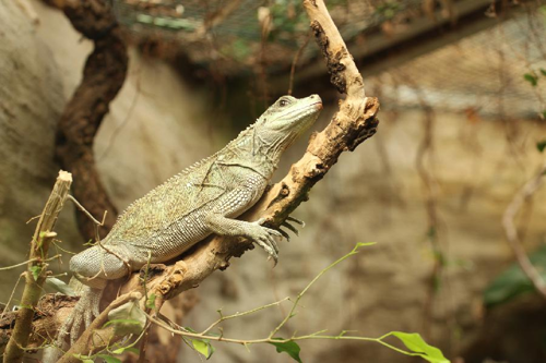 Foto: Agama weberova