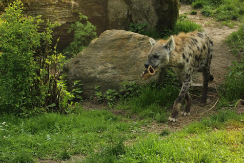 Foto: Hyena skvrnitá