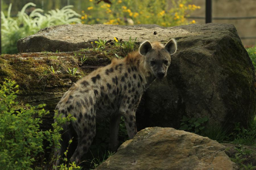 Foto: Hyena skvrnitá