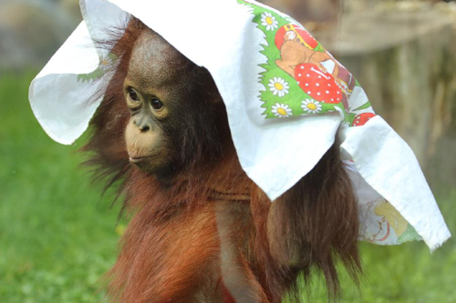 Foto: Orangutan bornejský