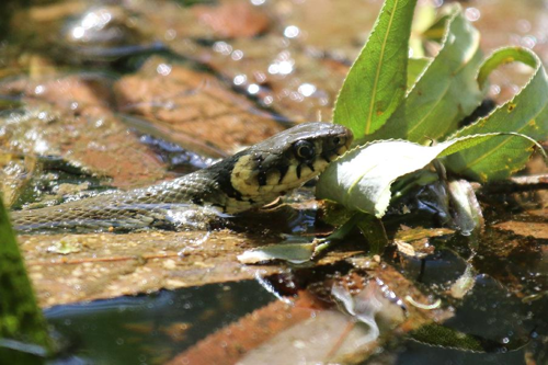 Foto: Užovka obojková