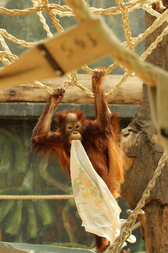 Foto: Orangutan bornejský