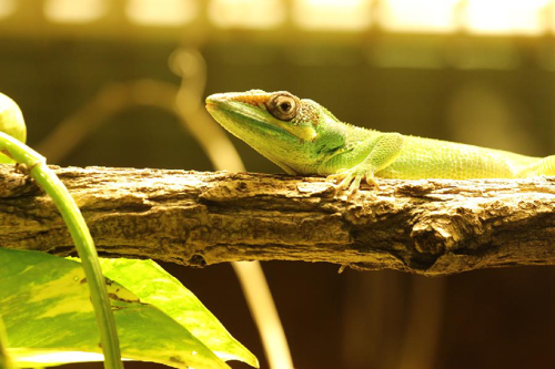 Foto: Anolis rytířský