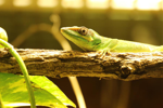 Foto: Anolis rytířský