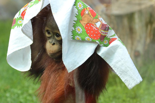 Foto: Orangutan bornejský