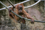 Foto: Orangutan sumaterský