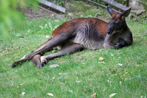 Foto: Klokan horský východní