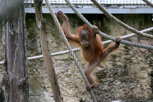 Foto: Orangutan sumaterský