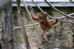 Foto: Orangutan sumaterský