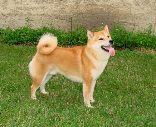 Foto: Shiba