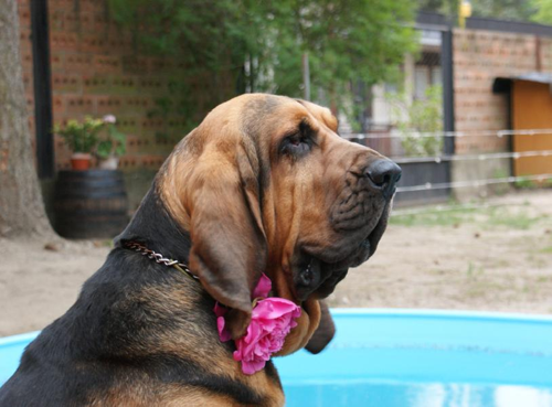 Foto: Bloodhound