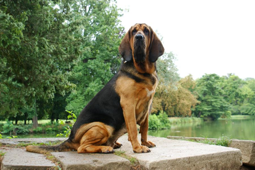 Foto: Bloodhound