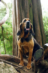 Foto: Bloodhound