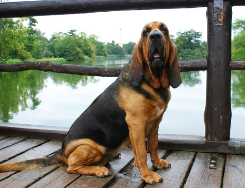 Foto: Bloodhound