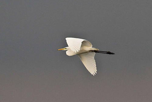 Foto: Volavka bílá