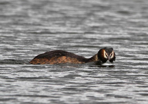 Foto: Potápka roháč