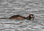 Foto: Potápka roháč