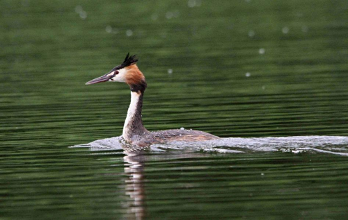 Foto: Potápka roháč