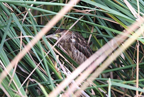 Foto: Bukáček malý