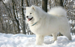 Foto: Samojed