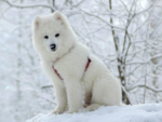 Foto: Samojed