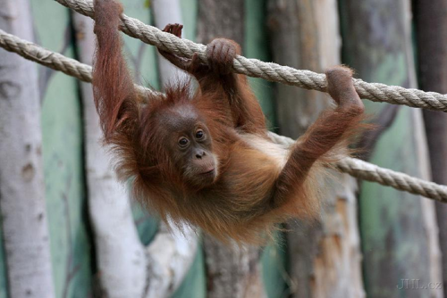 Foto: Orangutan sumaterský