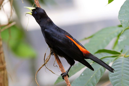 Foto: Vlhovec červenohřbetý