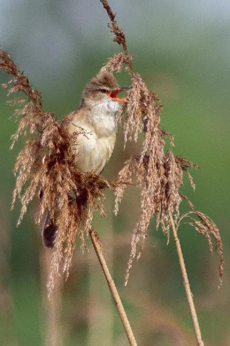Foto: Rákosník zpěvný