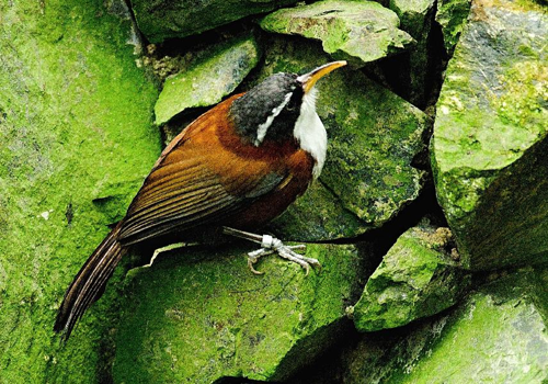 Foto: Křivozobka kaštanovohřbetá