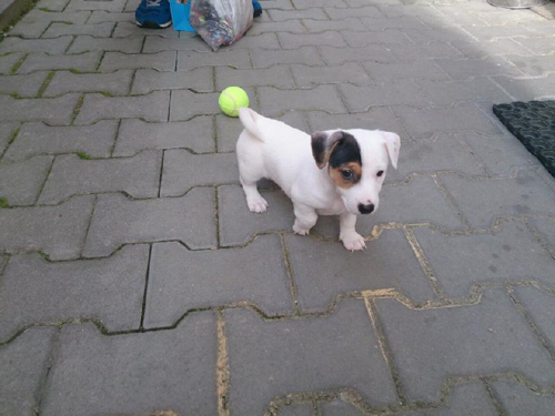 Foto: Jack russell teriér