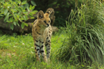 Foto: Serval