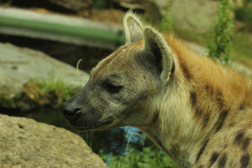 Foto: Hyena skvrnitá