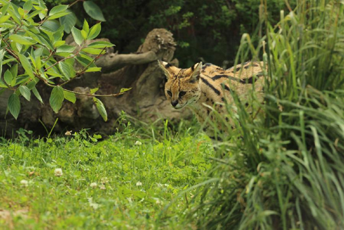 Foto: Serval