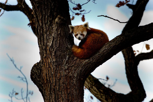 Foto: Panda červená