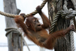 Foto: Orangutan sumaterský