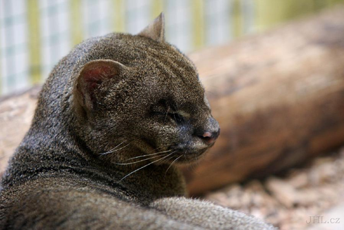 Foto: Jaguarundi