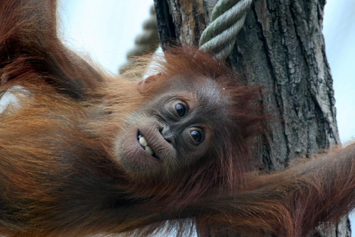 Foto: Orangutan sumaterský